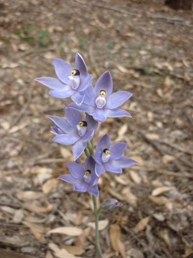 Thelymitra - Scented sun orchid P1220528.JPG